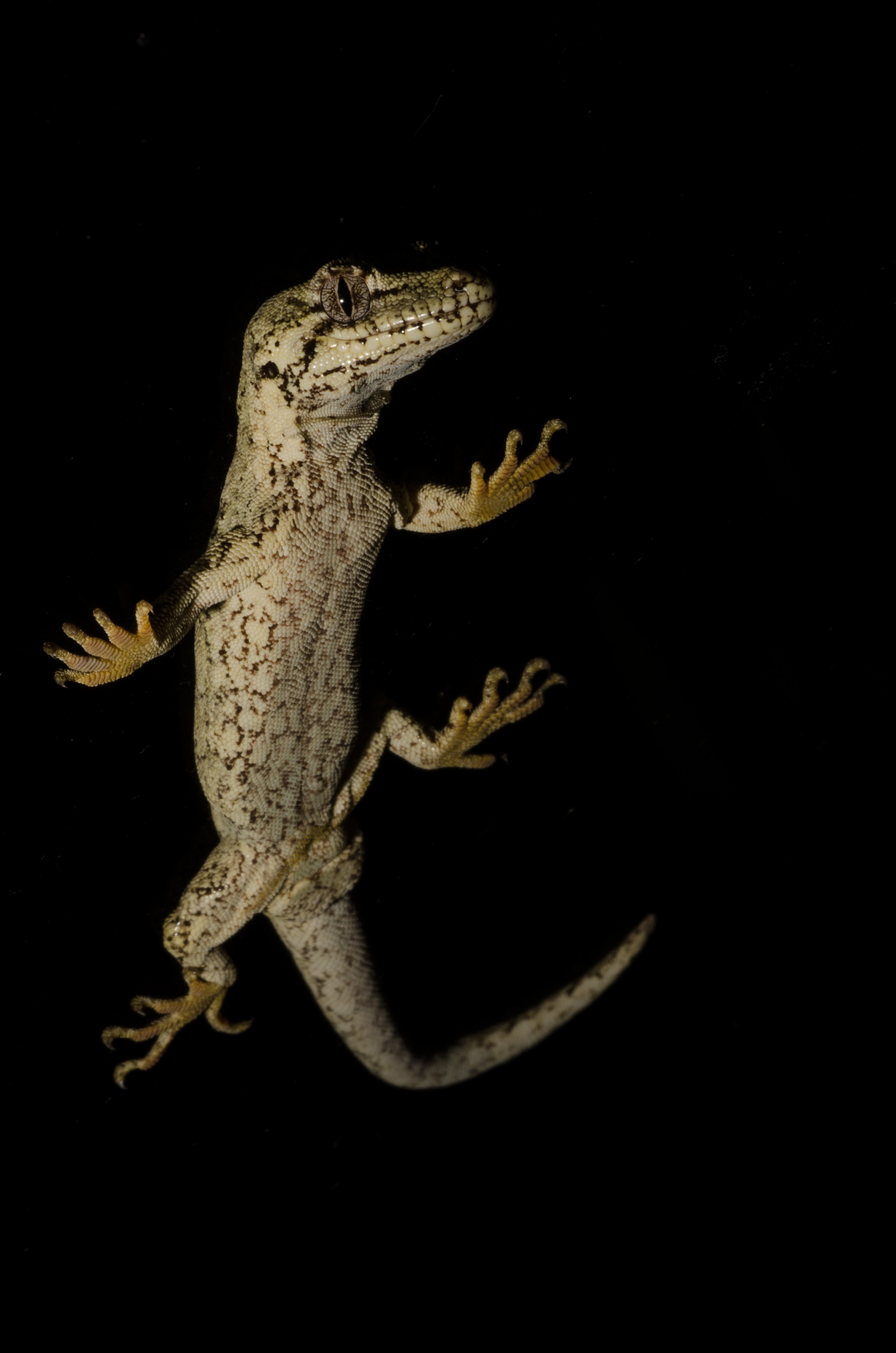 DSC_5349 – Forest, gecko, Hoplodactylus, granulatus, lizard, Crispin, reptiles, amphibians, rare, cold, blood, new, new zealand, zealand, nz